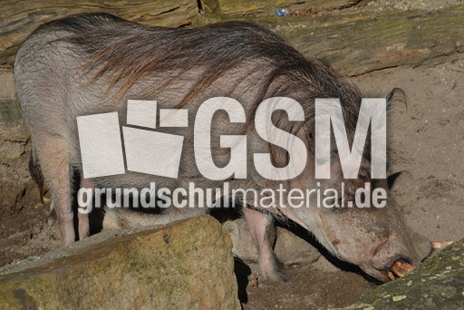 Warzenschwein (4).jpg